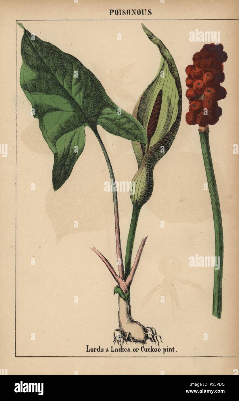 Lords and ladies, or cuckoo pint. . Chromolithograph from 'The Instructive Picturebook, or Lessons from the Vegetable World,' [Charlotte Mary Yonge], Edinburgh, 1858. Stock Photo