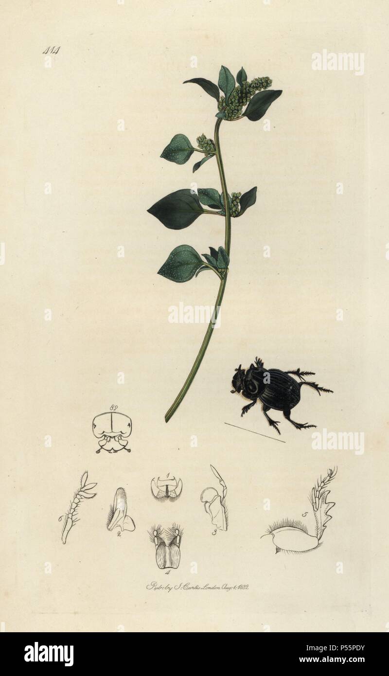 Copris lunaris, Lunar-headed dung beetle and stinking goosefoot, Chenopodium olidum. Handcoloured copperplate drawn and engraved by John Curtis for his own 'British Entomology, being Illustrations and Descriptions of the Genera of Insects found in Great Britain and Ireland,' London, 1834. Curtis (1791 –1862) was an entomologist, illustrator, engraver and publisher. 'British Entomology' was published from 1824 to 1839, and comprised 770 illustrations of insects and the plants upon which they are found. Stock Photo