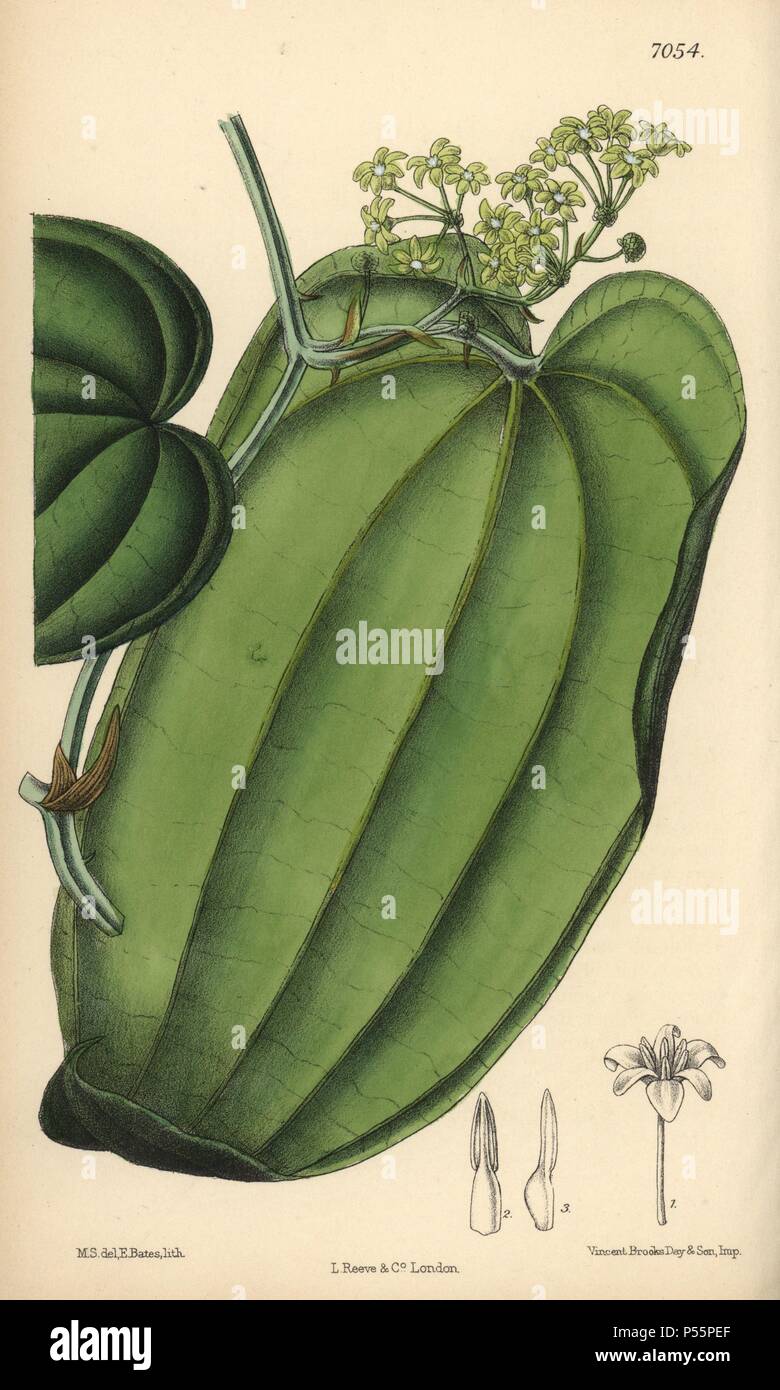 Smilax ornata, sarsaparilla, native to Mexico. Hand-coloured botanical illustration drawn by Matilda Smith and lithographed by E. Bates from Joseph Dalton Hooker's 'Curtis's Botanical Magazine,' 1889, L. Reeve & Co. A second-cousin and pupil of Sir Joseph Dalton Hooker, Matilda Smith (1854-1926) was the main artist for the Botanical Magazine from 1887 until 1920 and contributed 2,300 illustrations. Stock Photo