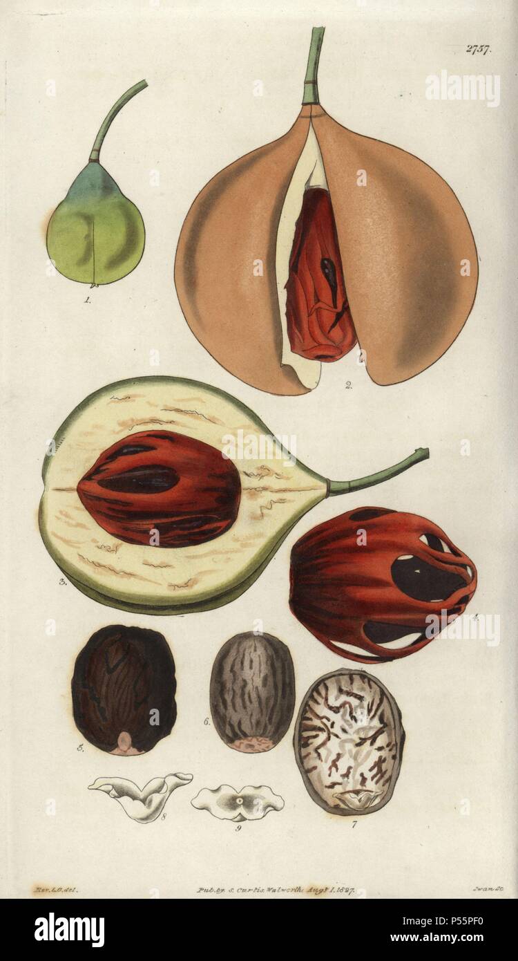 Myristica fragrans. . Aromatic, or true nutmeg tree. Ripe fruit, and  details showing the mace (4) and the nutmeg (6) seed.. . Illustration by WJ  Hooker, engraved by Swan. Handcolored copperplate engraving