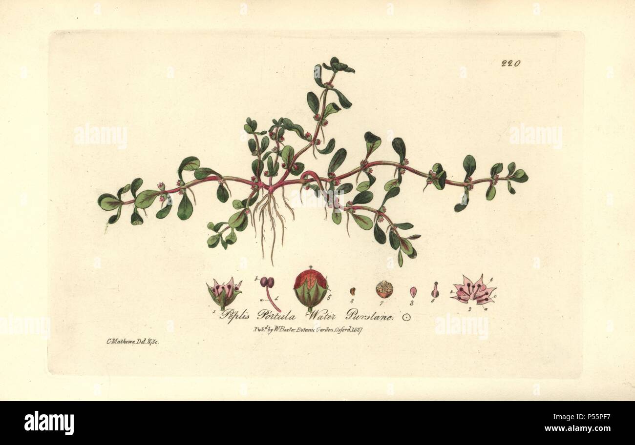 Water purslane, Peplis portula. Handcoloured copperplate drawn and engraved by Charles Mathews from William Baxter's 'British Phaenogamous Botany' 1837. Scotsman William Baxter (1788-1871) was the curator of the Oxford Botanic Garden from 1813 to 1854. Stock Photo