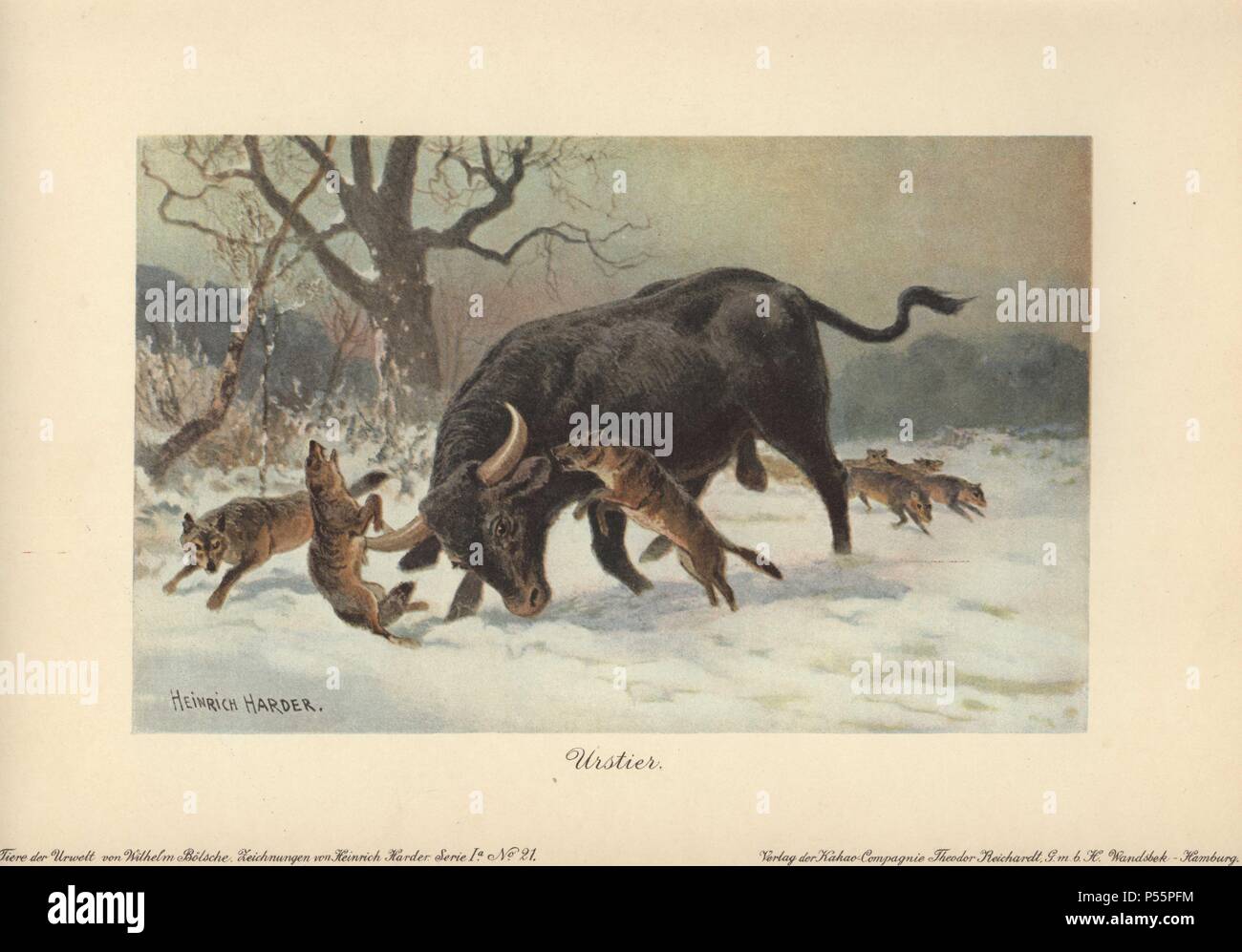 The extinct wild ancestor of domestic cattle hires stock photography