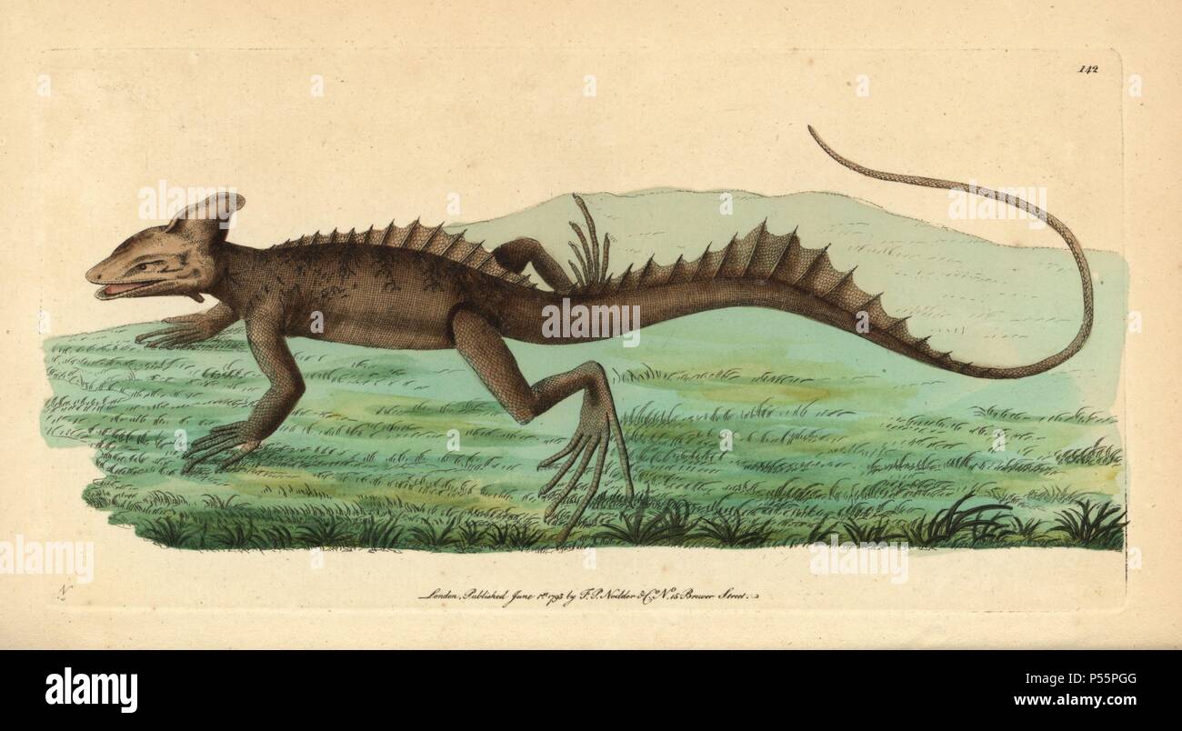 Basilisk, Basiliscus basiliscus. Illustration signed N (Frederick Nodder).. Handcolored copperplate engraving from George Shaw and Frederick Nodder's 'The Naturalist's Miscellany' 1793.. Frederick Polydore Nodder (17511801?) was a gifted natural history artist and engraver. Nodder honed his draftsmanship working on Captain Cook and Joseph Banks' Florilegium and engraving Sydney Parkinson's sketches of Australian plants. He was made 'botanic painter to her majesty' Queen Charlotte in 1785. Nodder also drew the botanical studies in Thomas Martyn's Flora Rustica (1792) and 38 Plates (1799). Most Stock Photo