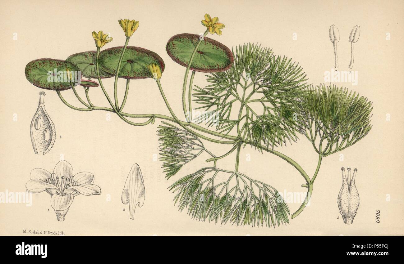 Cabomba aquatica, yellow water lily native to tropical America. Hand-coloured botanical illustration drawn by Matilda Smith and lithographed by John Nugent Fitch from Joseph Dalton Hooker's 'Curtis's Botanical Magazine,' 1889, L. Reeve & Co. A second-cousin and pupil of Sir Joseph Dalton Hooker, Matilda Smith (1854-1926) was the main artist for the Botanical Magazine from 1887 until 1920 and contributed 2,300 illustrations. Stock Photo