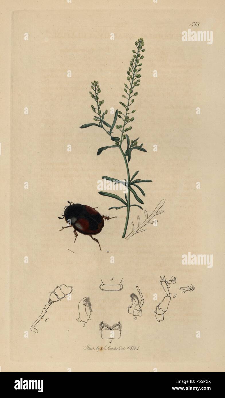 Sphaeridium quadrimaculatum, Sphaeridium scarabaeoides, Four-spotted Dung Beetle, and narrow-leaved pepperwort, Lepidium ruderale. Handcoloured copperplate drawn and engraved by John Curtis for his own 'British Entomology, being Illustrations and Descriptions of the Genera of Insects found in Great Britain and Ireland,' London, 1834. Curtis (1791 –1862) was an entomologist, illustrator, engraver and publisher. 'British Entomology' was published from 1824 to 1839, and comprised 770 illustrations of insects and the plants upon which they are found. Stock Photo