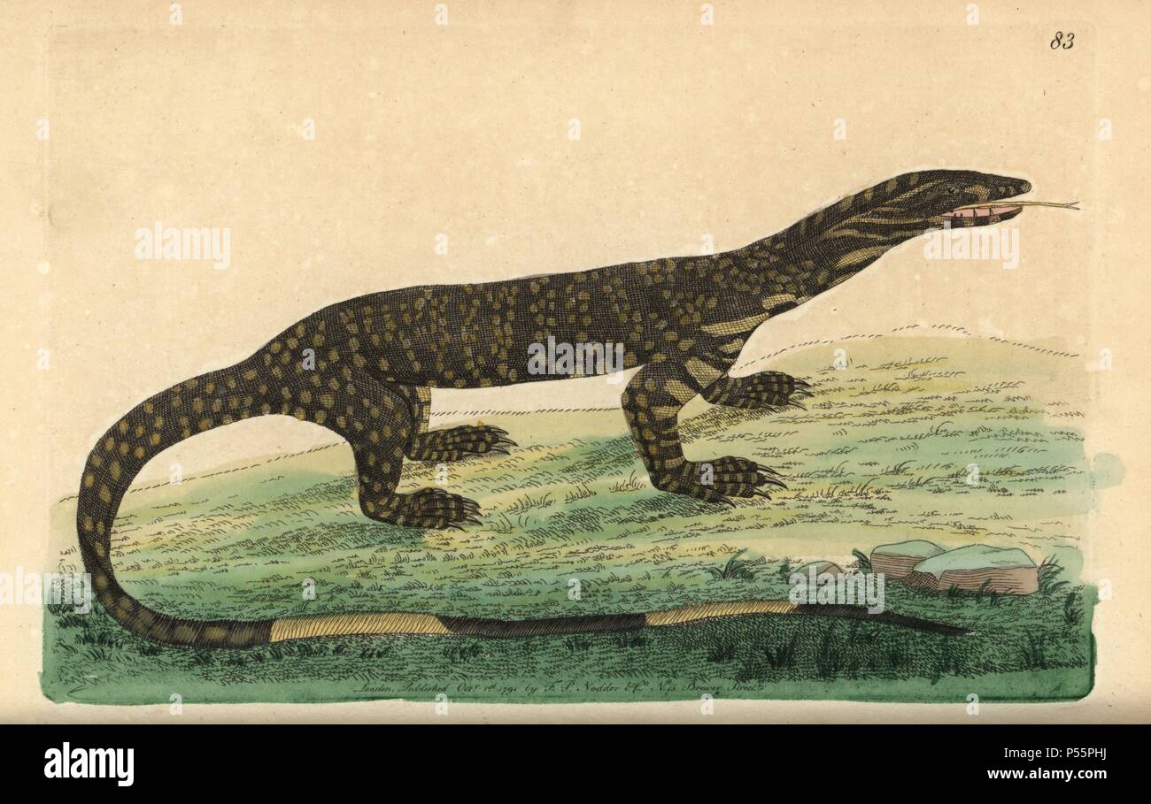 Lace monitor lizard, Varanus varius. Illustration signed N (Frederick Nodder).. Handcolored copperplate engraving from George Shaw and Frederick Nodder's 'The Naturalist's Miscellany' 1791.. Frederick Polydore Nodder (17511801?) was a gifted natural history artist and engraver. Nodder honed his draftsmanship working on Captain Cook and Joseph Banks' Florilegium and engraving Sydney Parkinson's sketches of Australian plants. He was made 'botanic painter to her majesty' Queen Charlotte in 1785. Nodder also drew the botanical studies in Thomas Martyn's Flora Rustica (1792) and 38 Plates (1799).  Stock Photo