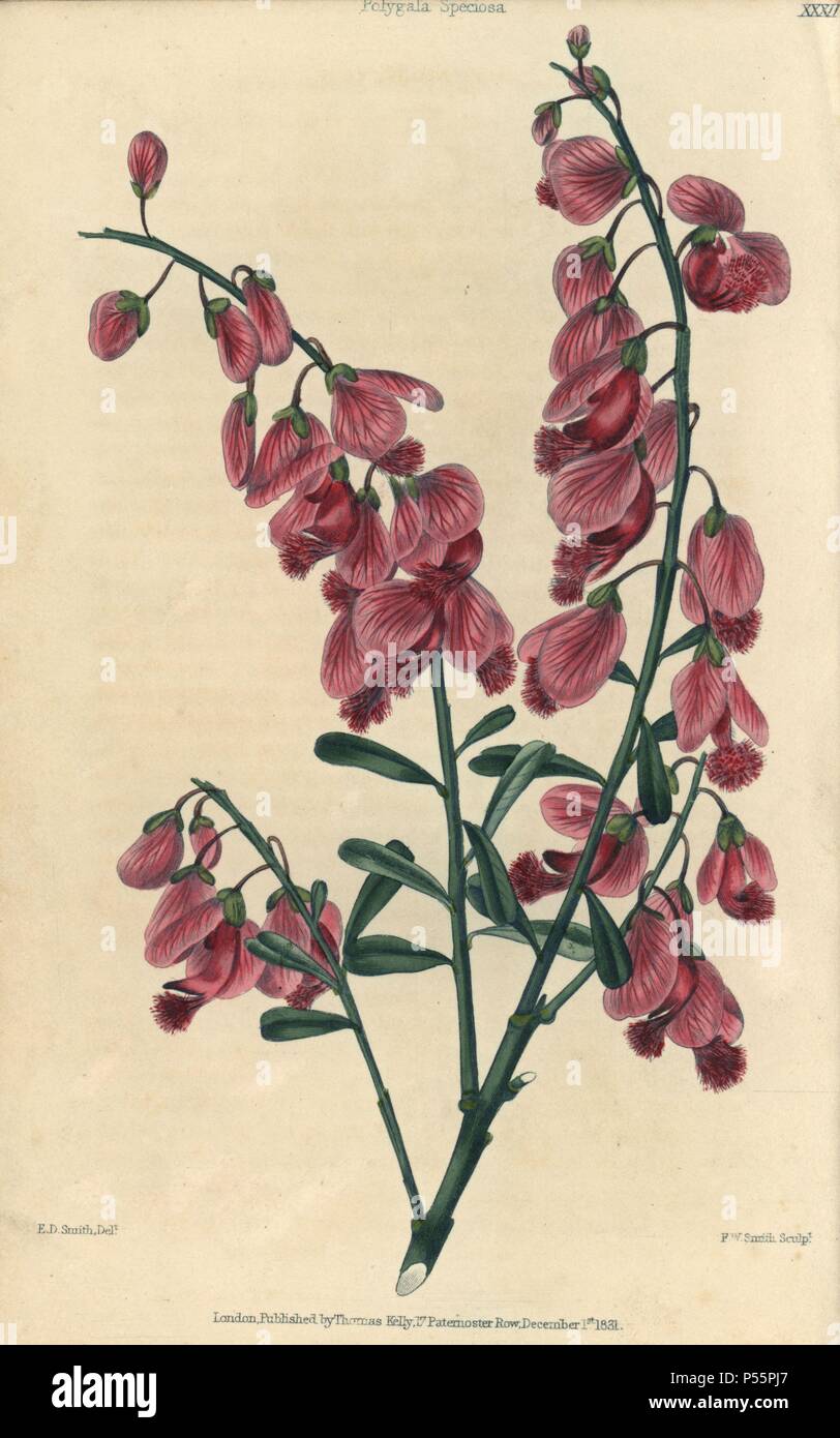 Purple showy milkwort, Polygala speciosa. Hand-colored illustration by Edwin Dalton Smith engraved by F.W. Smith from Charles McIntosh's 'Flora and Pomona' 1829. McIntosh (1794-1864) was a Scottish gardener to European aristocracy and royalty, and author of many book on gardening. E.D. Smith was a botanical artist who drew for Robert Sweet, Benjamin Maund, etc. Stock Photo