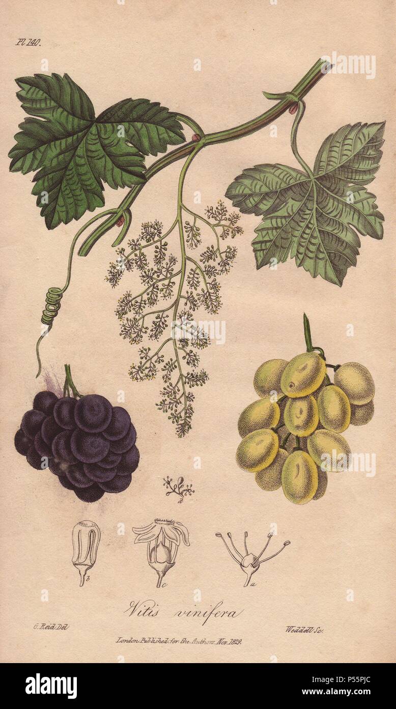 Grapes, Vitis vinifera. Handcoloured botanical illustration drawn by G