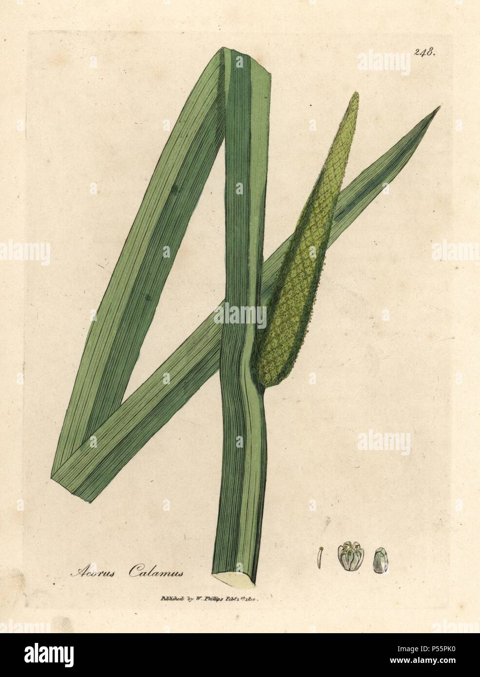 Long sword-shaped leaf and conical spike flower of the Sweet flag, Acorus calamus. Handcolored copperplate engraving from a botanical illustration by James Sowerby from William Woodville and Sir William Jackson Hooker's 'Medical Botany' 1832. The tireless Sowerby (1757-1822) drew over 2,500 plants for Smith's mammoth 'English Botany' (1790-1814) and 440 mushrooms for 'Coloured Figures of English Fungi ' (1797) among many other works. Stock Photo