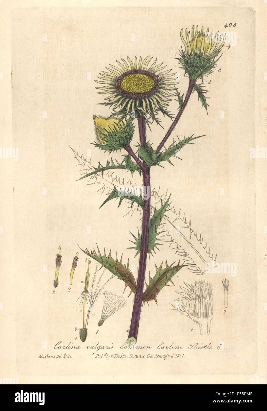 Common carline thistle, Carlina vulgaris. Handcoloured copperplate drawn and engraved by Charles Mathews from William Baxter's 'British Phaenogamous Botany,' Oxford, 1841. Scotsman William Baxter (1788-1871) was the curator of the Oxford Botanic Garden from 1813 to 1854. Stock Photo