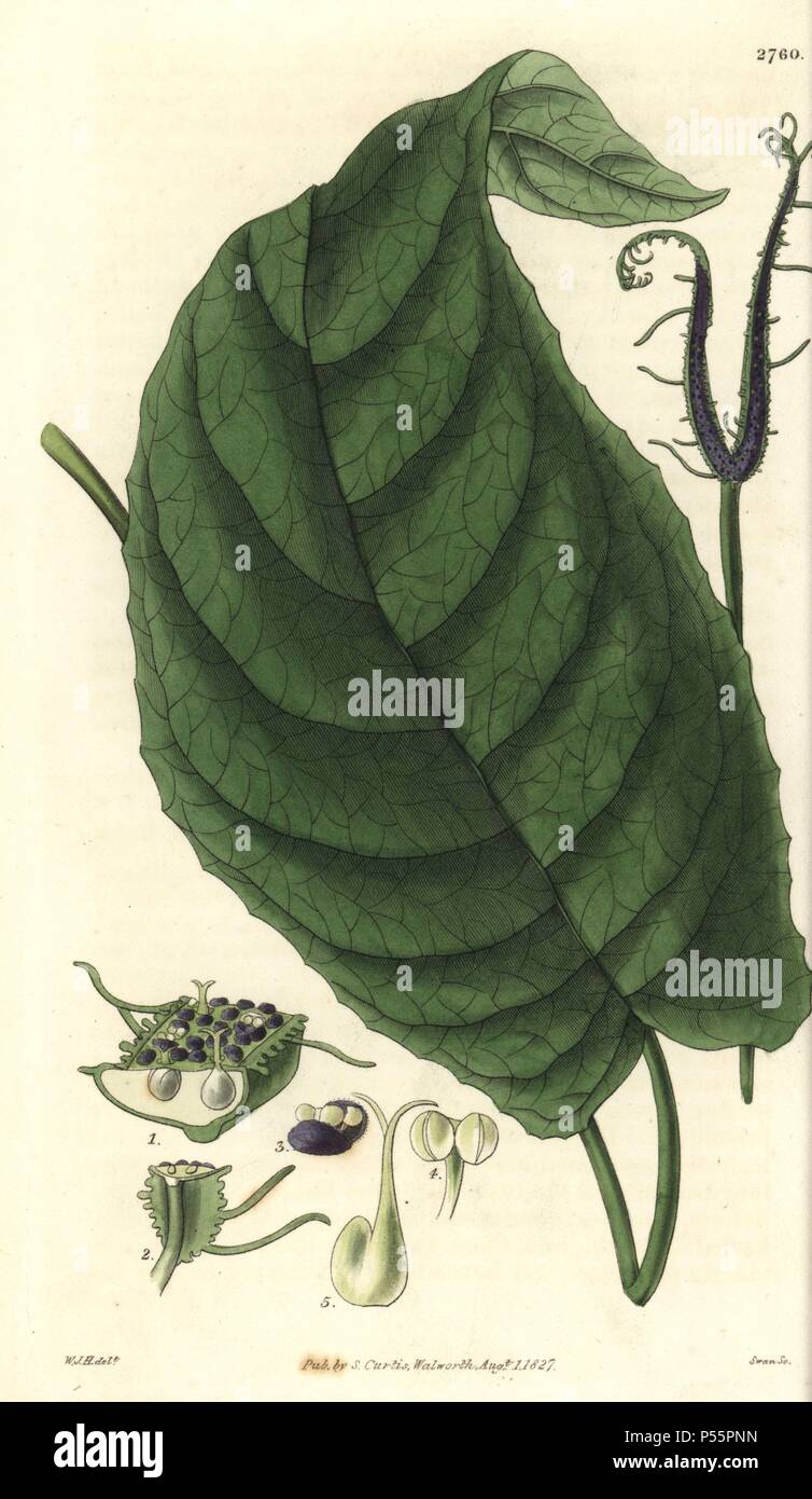 Dorstenia ceratosanthes. . Cleft dorstenia, with purple seed receptacle.. . Illustration by WJ Hooker, engraved by Swan. Handcolored copperplate engraving from William Curtis's 'The Botanical Magazine' 1827.. . William Jackson Hooker (1785-1865) was an English botanist, writer and artist. He was Regius Professor of Botany at Glasgow University, and editor of Curtis' 'Botanical Magazine' from 1827 to 1865. In 1841, he was appointed director of the Royal Botanic Gardens at Kew, and was succeeded by his son Joseph Dalton. Hooker documented the fern and orchid crazes that shook England in the mid- Stock Photo