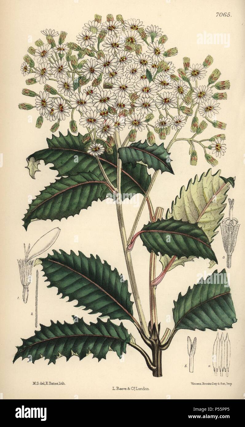 Olearia macrodonta, white flower native to New Zealand. Hand-coloured botanical illustration drawn by Matilda Smith and lithographed by E. Bates from Joseph Dalton Hooker's 'Curtis's Botanical Magazine,' 1889, L. Reeve & Co. A second-cousin and pupil of Sir Joseph Dalton Hooker, Matilda Smith (1854-1926) was the main artist for the Botanical Magazine from 1887 until 1920 and contributed 2,300 illustrations. Stock Photo