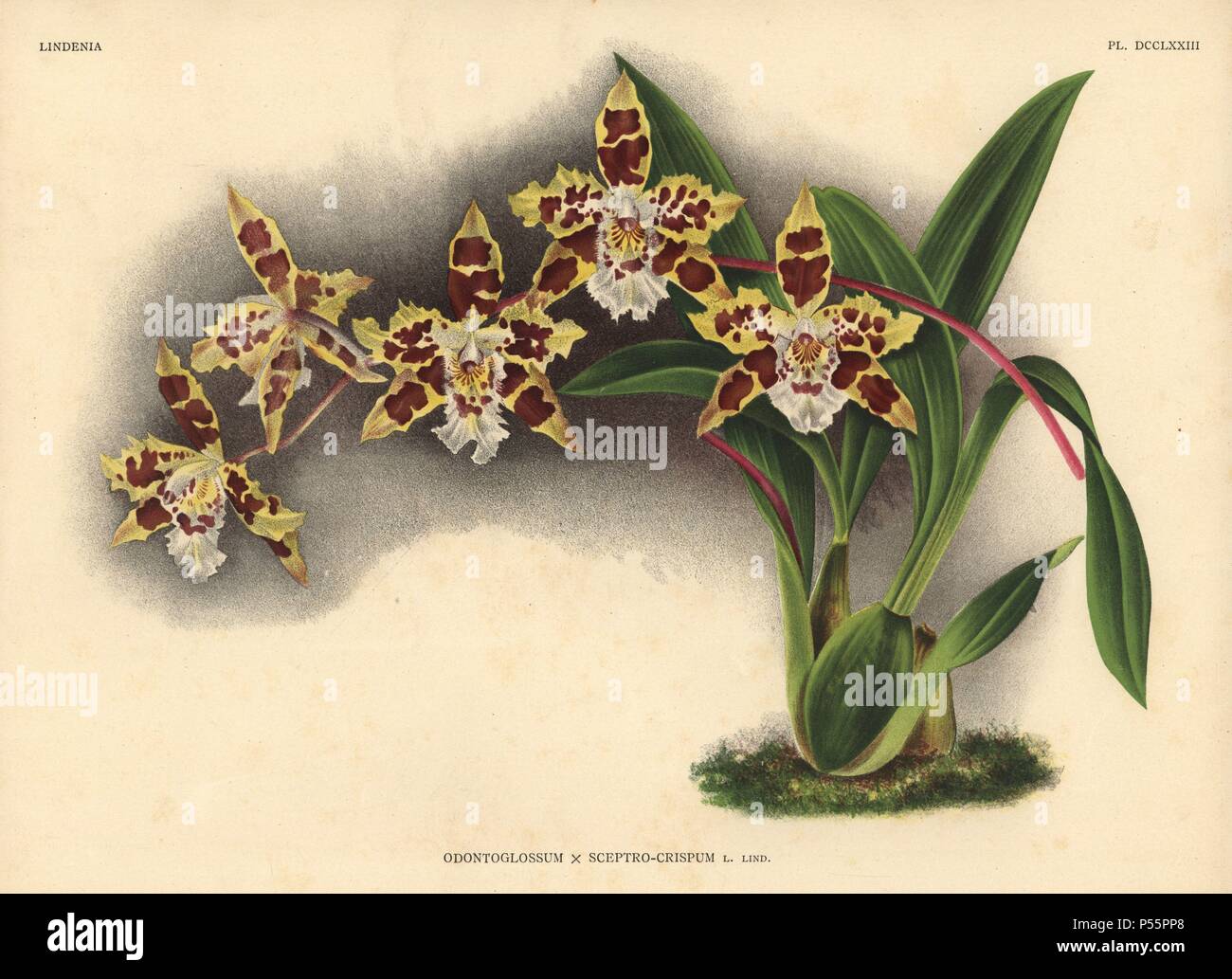 Odontoglossum x sceptro-crispum, L. Lind., hybrid orchid. Illustration drawn by C. de Bruyne and chromolithographed by P. de Pannemaeker et fils from Lucien Linden's "Lindenia, Iconographie des Orchidees," Brussels, 1902. Stock Photo