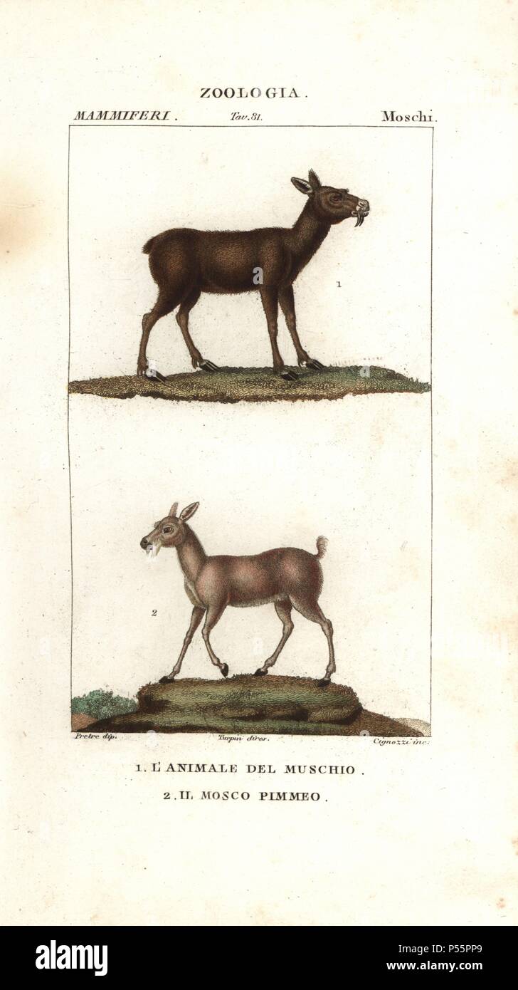 Siberian musk deer, Moschus moschiferus (vulnerable), and dwarf musk deer or Chinese forest musk deer, Moschus berezovskii (endangered). Handcoloured copperplate stipple engraving from Antoine Jussieu's 'Dictionary of Natural Science,' Florence, Italy, 1837. Illustration by J. G. Pretre, engraved by Cignozzi, directed by Pierre Jean-Francois Turpin, and published by Batelli e Figli. Jean Gabriel Pretre (17801845) was painter of natural history at Empress Josephine's zoo and later became artist to the Museum of Natural History. Turpin (1775-1840) is considered one of the greatest French botani Stock Photo