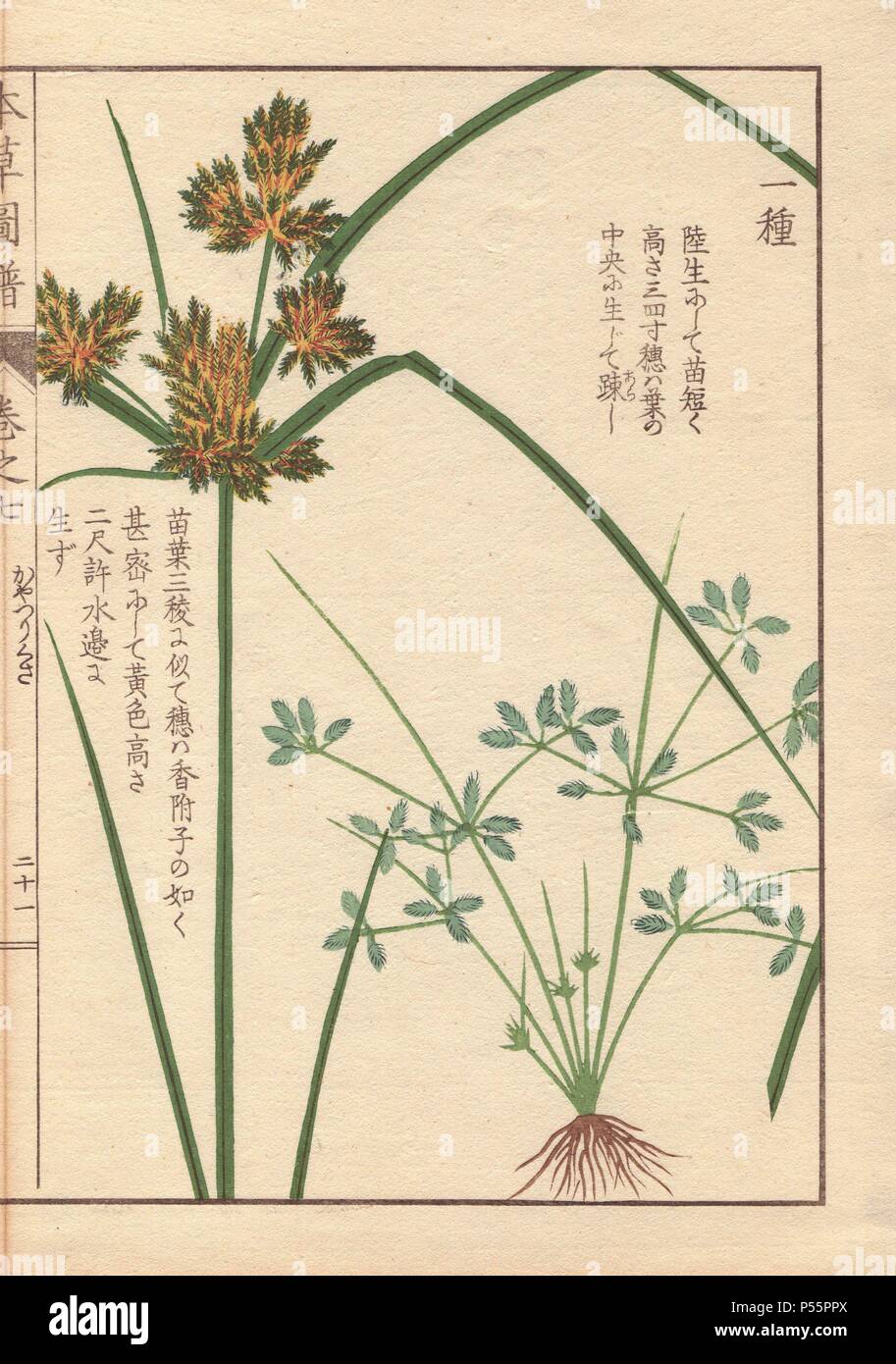 Roots, reeds and flowers of poorland flatsedge, Cyperus compressus L. . Colour-printed woodblock engraving by Kan'en Iwasaki from 'Honzo Zufu,' an Illustrated Guide to Medicinal Plants, 1884. Iwasaki (1786-1842) was a Japanese botanist, entomologist and zoologist. He was one of the first Japanese botanists to incorporate western knowledge into his studies. Stock Photo