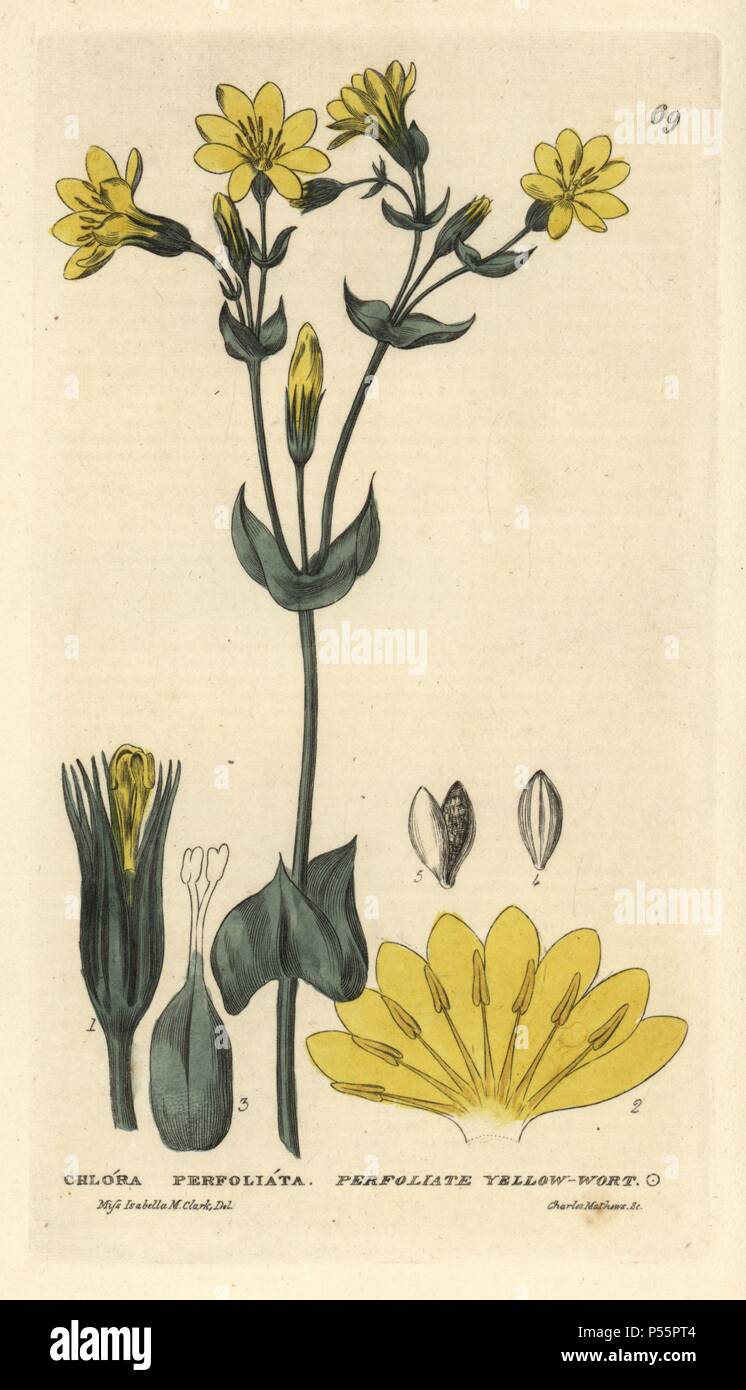 Perfoliate yellow-wort, Chlora perfoliata, Blackstonia perfoliata. Handcoloured copperplate engraving from a drawing by Miss Isabella M. Clark from William Baxter's "British Phaenogamous Botany" 1834. Scotsman William Baxter (1788-1871) was the curator of the Oxford Botanic Garden from 1813 to 1854. Stock Photo