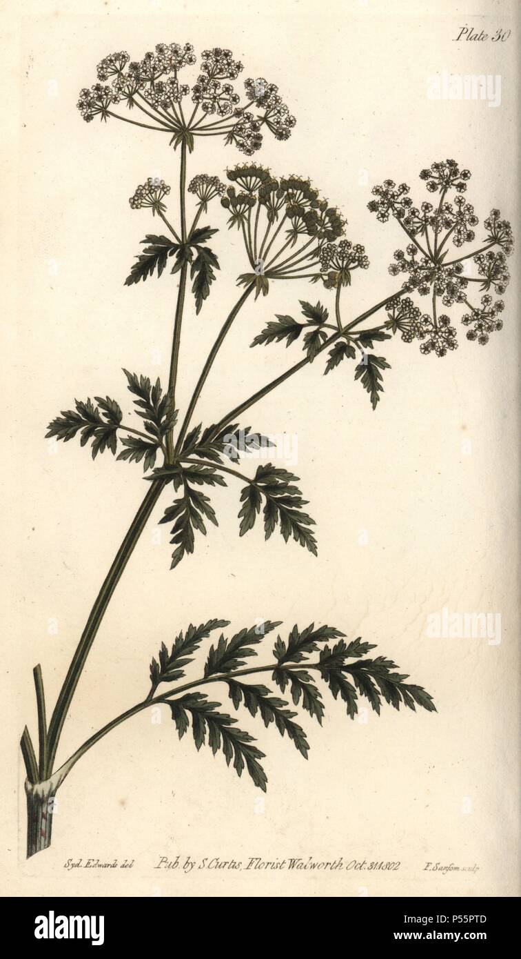 Hemlock, Conium maculatum. Handcoloured copperplate engraving of a botanical illustration by Sydenham Edwards for William Curtis's 'Lectures on Botany, as delivered in the Botanic Garden at Lambeth,' 1805. Edwards (1768-1819) was the artist of thousands of botanical plates for Curtis' 'Botanical Magazine' and his own 'Botanical Register.'. Stock Photo