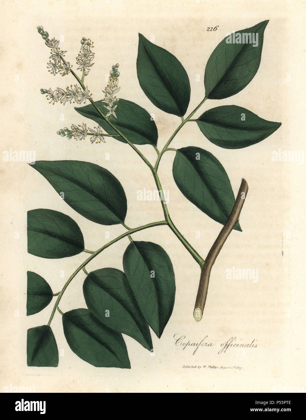 Balsam of Copaiva, Copaifera officinalis. Handcoloured copperplate engraving from a botanical illustration by James Sowerby from William Woodville and Sir William Jackson Hooker's 'Medical Botany,' John Bohn, London, 1832. The tireless Sowerby (1757-1822) drew over 2, 500 plants for Smith's mammoth 'English Botany' (1790-1814) and 440 mushrooms for 'Coloured Figures of English Fungi ' (1797) among many other works. Stock Photo