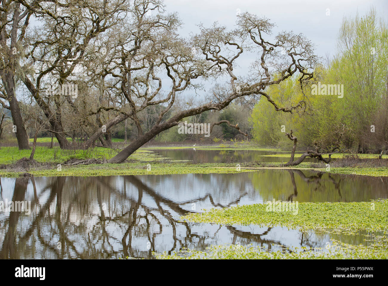 Laguna de Santa Rosa after a rain Stock Photo Alamy