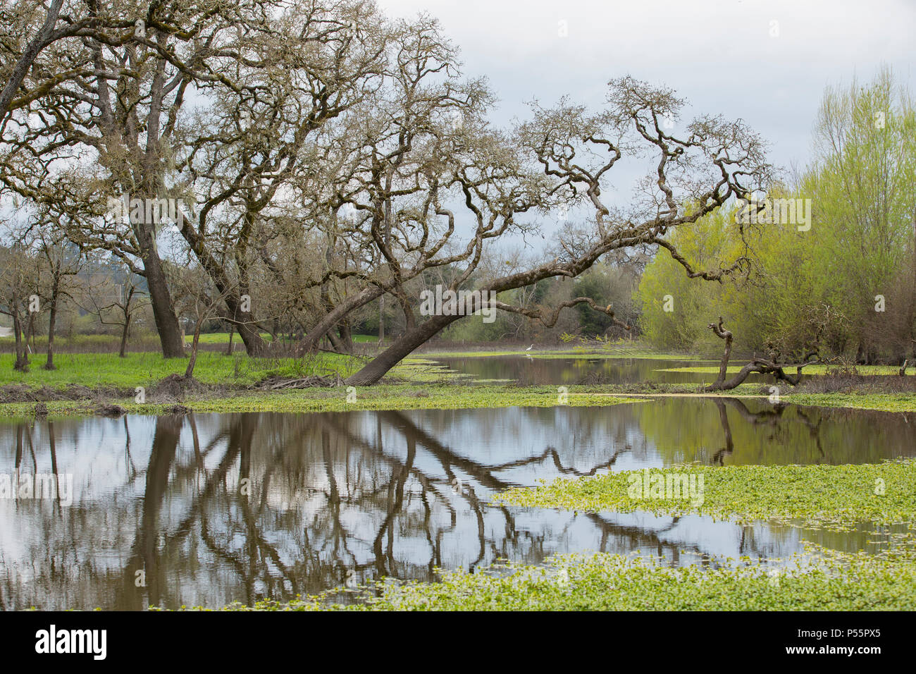 Laguna de Santa Rosa after a rain Stock Photo Alamy