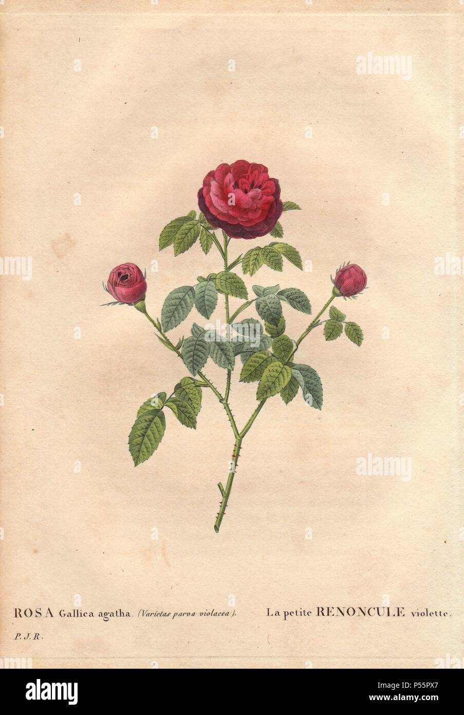 La Petite Renoncule rose with crimson and purple blooms (Rosa gallica agatha). La petite Renoncule violette. Bred by Monsieur Vibert, France, before 1824.. Hand-colored, octavo-size stipple copperplate engraving from Pierre Joseph Redoute's 'Les Roses' 1828. Stock Photo