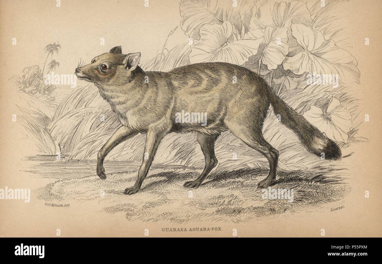 Cerdocyon guaraxa hires stock photography and images Alamy