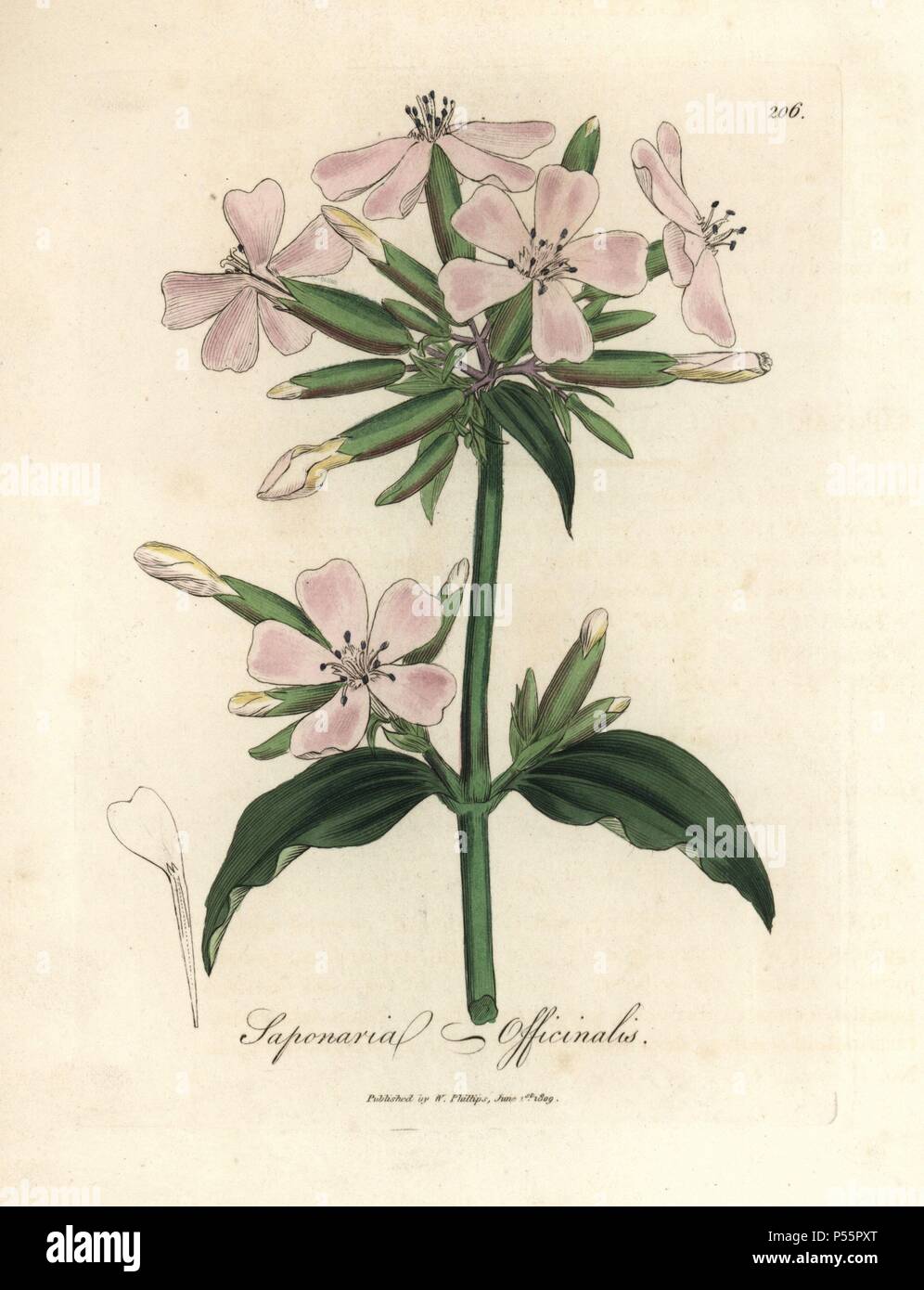 Soapwort, Saponaria officinalis. Handcoloured copperplate engraving from a botanical illustration by James Sowerby from William Woodville and Sir William Jackson Hooker's 'Medical Botany,' John Bohn, London, 1832. The tireless Sowerby (1757-1822) drew over 2, 500 plants for Smith's mammoth 'English Botany' (1790-1814) and 440 mushrooms for 'Coloured Figures of English Fungi ' (1797) among many other works. Stock Photo