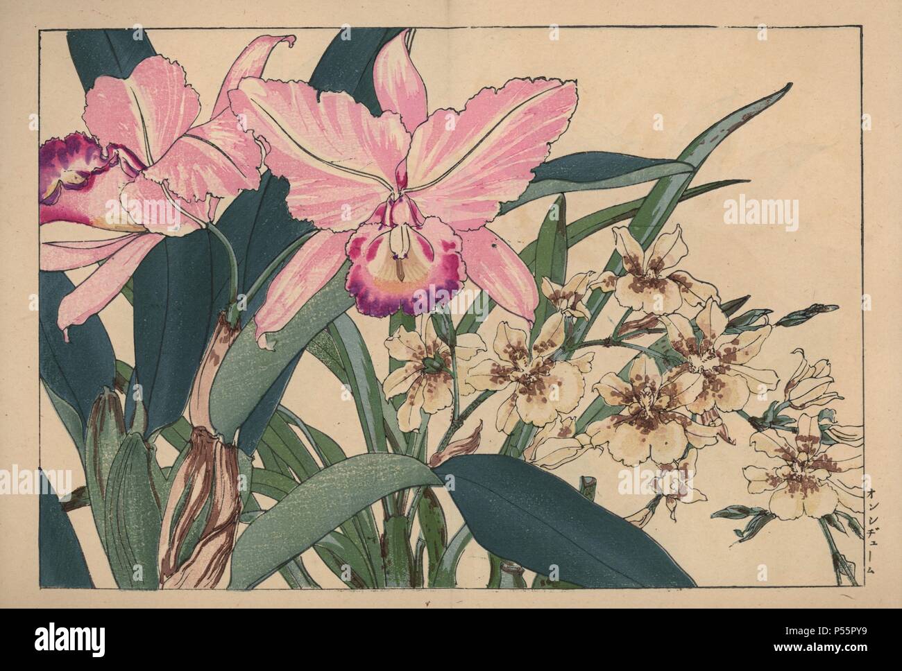Oncidium and Laelia anceps orchids. Handcoloured woodblock print from Konan Tanigami's 'Seiyou Sokazufu' (Pictorial Album of Western Plants and Flowers: Autumn Winter), Unsodo, Kyoto, 1917. Tanigami (1879-1928) depicted 125 varieties of garden plants through the four seasons. Stock Photo