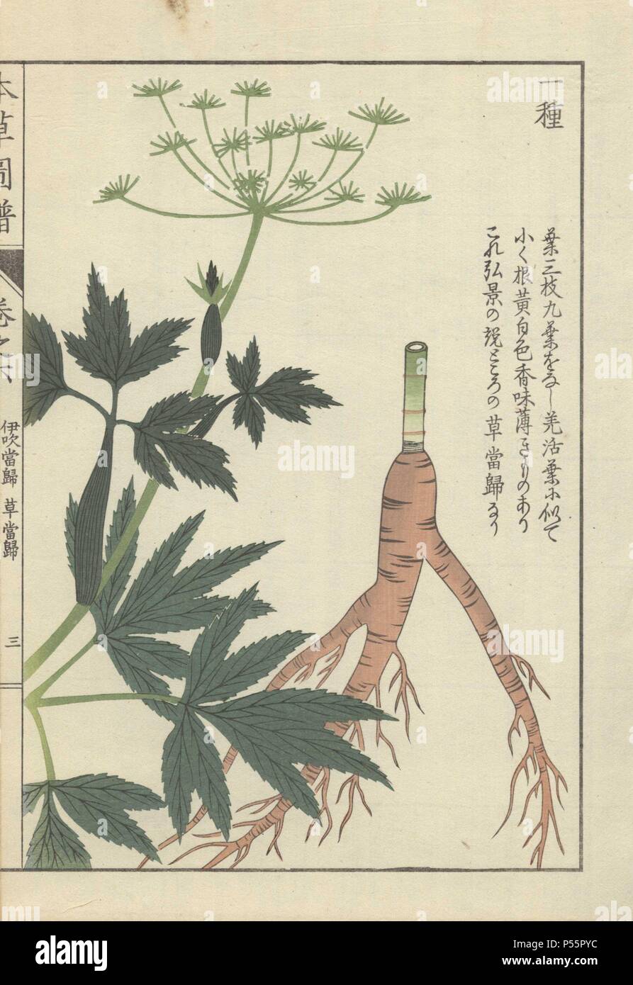 Root, leaves and tiny white florets of Japanese lovage. Ligusticum japonicum. Colour-printed woodblock engraving by Kan'en Iwasaki from 'Honzo Zufu,' an Illustrated Guide to Medicinal Plants, 1884. Iwasaki (1786-1842) was a Japanese botanist, entomologist and zoologist. He was one of the first Japanese botanists to incorporate western knowledge into his studies. Stock Photo