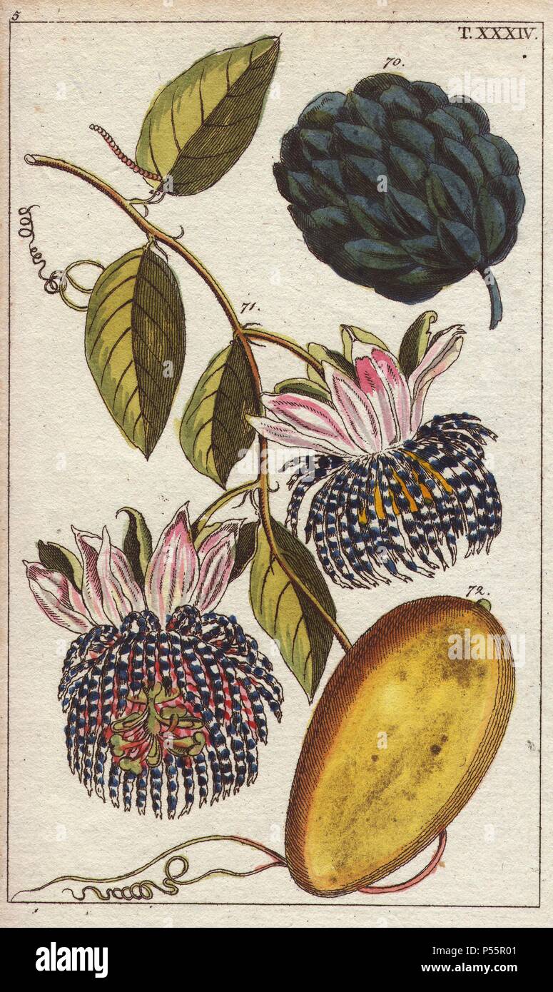 Custard apple, Annona reticulata, and water lemon, Passiflora laurifolia. Handcolored copperplate engraving of a botanical illustration from G. T. Wilhelm's 'Unterhaltungen aus der Naturgeschichte' (Encyclopedia of Natural History), Vienna, 1816. Gottlieb Tobias Wilhelm (1758-1811) was a Bavarian clergyman and naturalist in Augsburg, where the first edition was published. Stock Photo