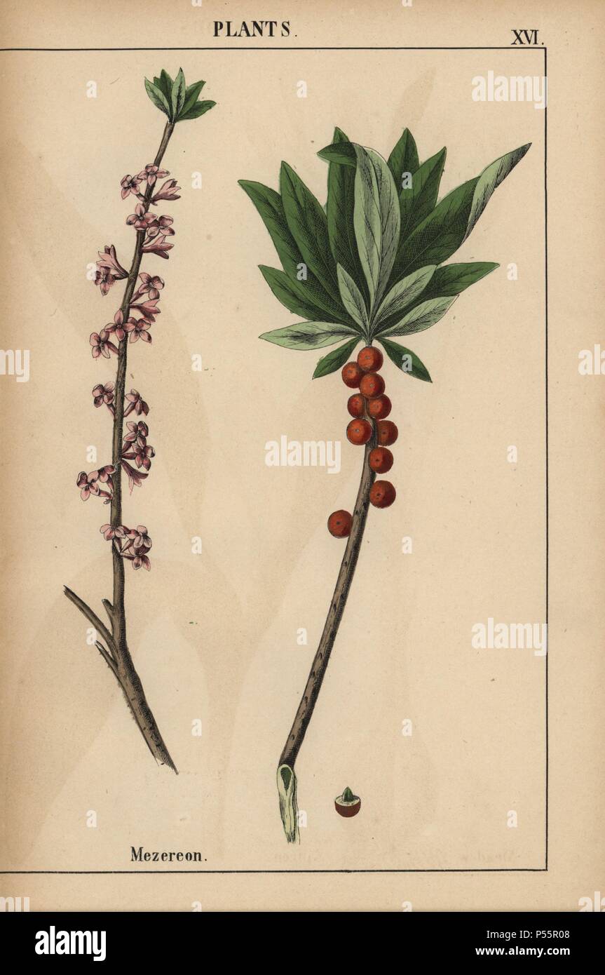 Mezereon with red berries and pink flowers.. . Chromolithograph from 'The Instructive Picturebook, or Lessons from the Vegetable World,' [Charlotte Mary Yonge], Edinburgh, 1858. Stock Photo