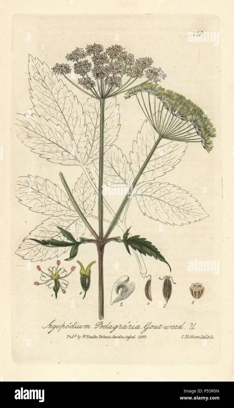 Gout-weed, Agopodium podagraria. Handcoloured copperplate engraving by Charles Mathews of a drawing by Isaac Russell from William Baxter's 'British Phaenogamous Botany' 1835. Scotsman William Baxter (1788-1871) was the curator of the Oxford Botanic Garden from 1813 to 1854. Stock Photo