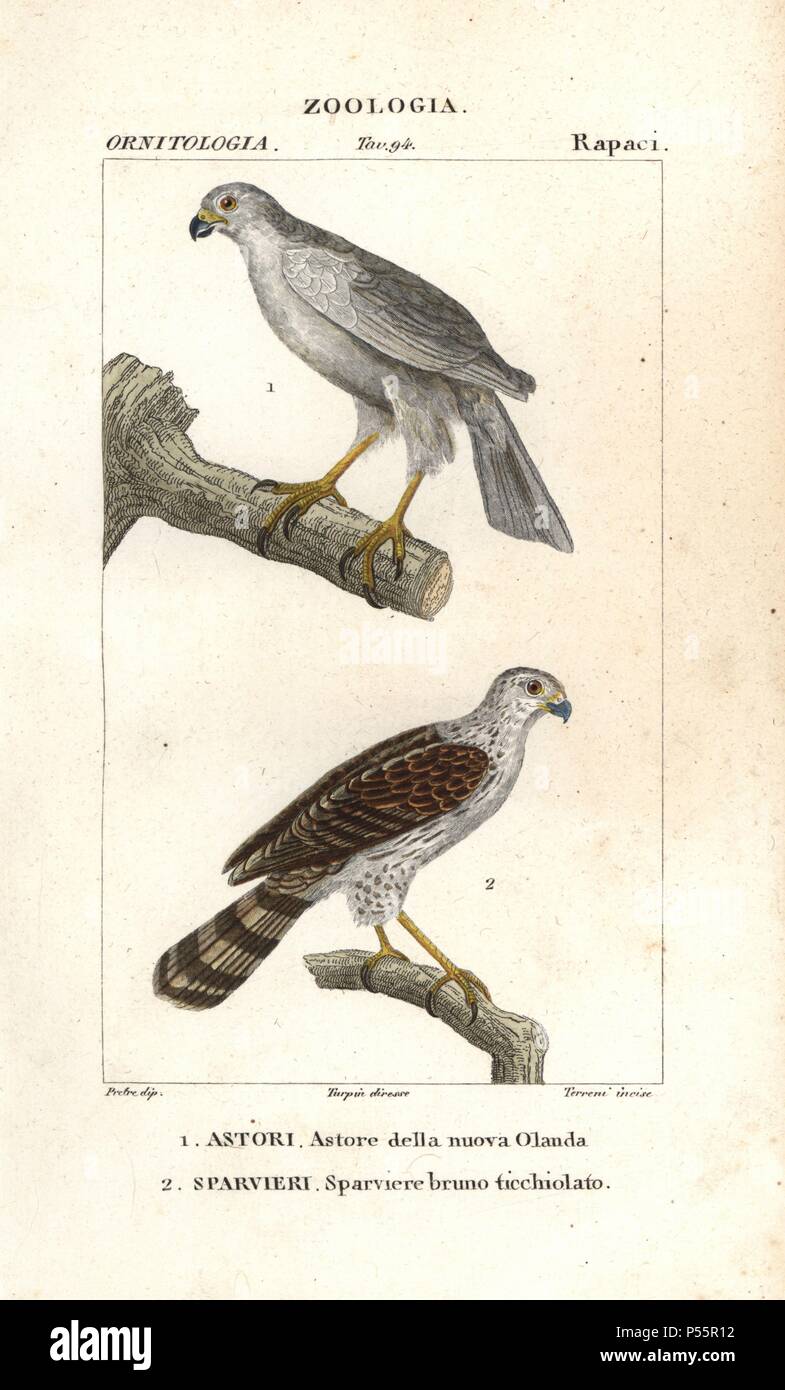 Grey goshawk, Accipiter novaehollandiae, and 'dappled brown sparrowhawk,' (variety of peregrine falcon, Falco peregrinus?). Handcoloured copperplate stipple engraving from Antoine Jussieu's 'Dictionary of Natural Science,' Florence, Italy, 1837. Illustration by J. G. Pretre, engraved by Terreni, directed by Pierre Jean-Francois Turpin, and published by Batelli e Figli. Jean Gabriel Pretre (17801845) was painter of natural history at Empress Josephine's zoo and later became artist to the Museum of Natural History. Turpin (1775-1840) is considered one of the greatest French botanical illustrato Stock Photo