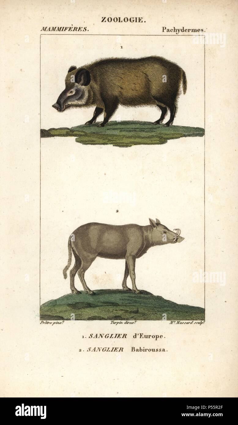 Wild boar, Sus scrofa, and Buru babirusa, Babyrousa babyrussa (vulnerable).  Handcoloured copperplate stipple engraving from Frederic Cuvier's  "Dictionary of Natural Science: Mammals," Paris, France, 1816. Illustration  by J. G. Pretre, engraved by