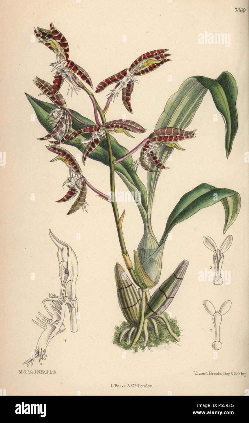 Catasetum garnettianum, orchid native to the Amazon river. Hand-coloured botanical illustration drawn by Matilda Smith and lithographed by E. Bates from Joseph Dalton Hooker's 'Curtis's Botanical Magazine,' 1889, L. Reeve & Co. A second-cousin and pupil of Sir Joseph Dalton Hooker, Matilda Smith (1854-1926) was the main artist for the Botanical Magazine from 1887 until 1920 and contributed 2,300 illustrations. Stock Photo