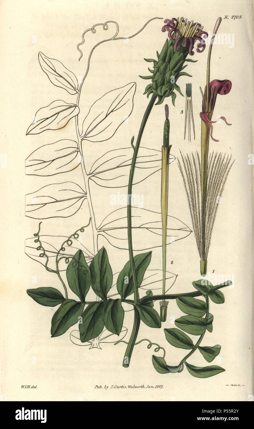 Mutisia speciosa. . Handsome pinnate-leaved mutisia from Brazil. Drawn by WJ Hooker, engraved by Swan.. . Handcolored copperplate engraving from William Curtis's 'The Botanical Magazine' 1827.. . William Jackson Hooker (1785-1865) was an English botanist, writer and artist. He was Regius Professor of Botany at Glasgow University, and editor of Curtis' 'Botanical Magazine' from 1827 to 1865. In 1841, he was appointed director of the Royal Botanic Gardens at Kew, and was succeeded by his son Joseph Dalton. Hooker documented the fern and orchid crazes that shook England in the mid-19th century in Stock Photo