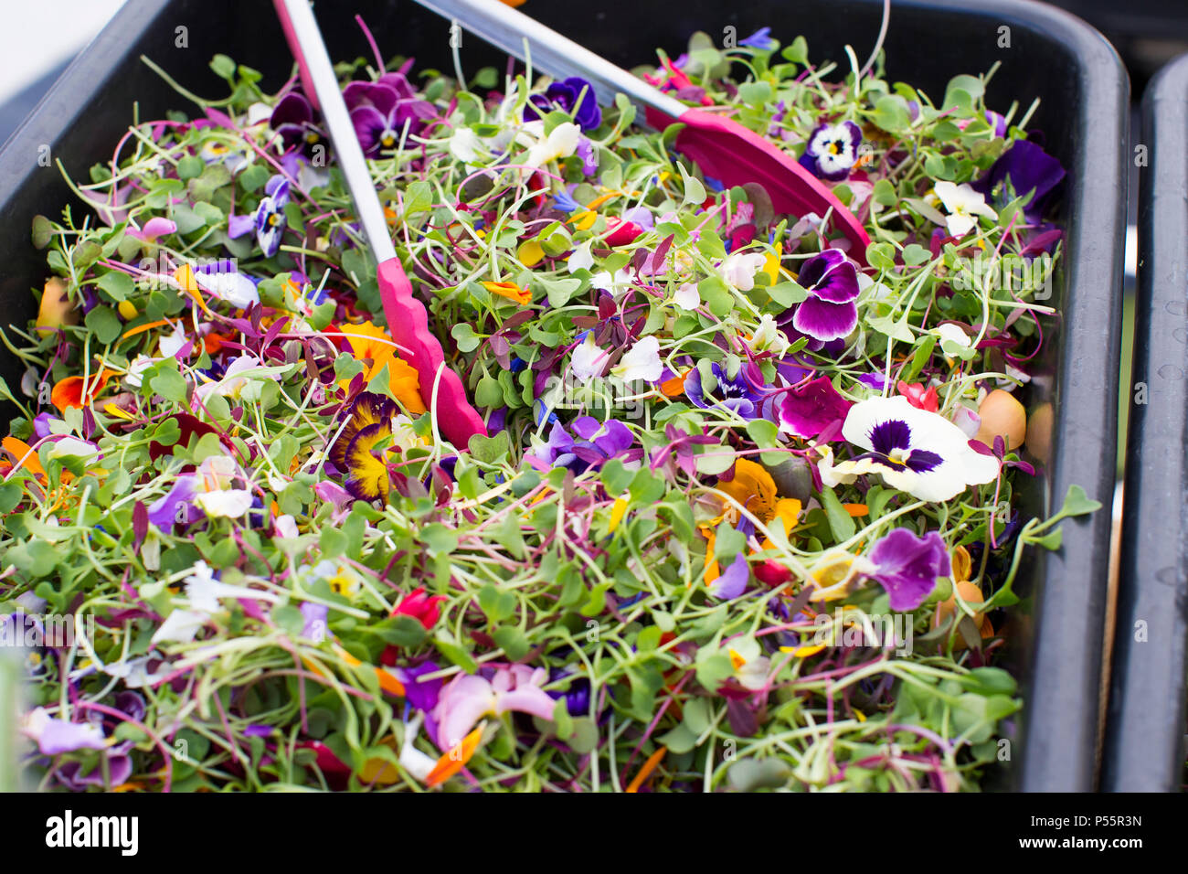 Bin Of Fresh Sprouts Edible Flowers And Other Greens At Sebastopol Farmer S Market Sonoma County California Stock Photo Alamy
