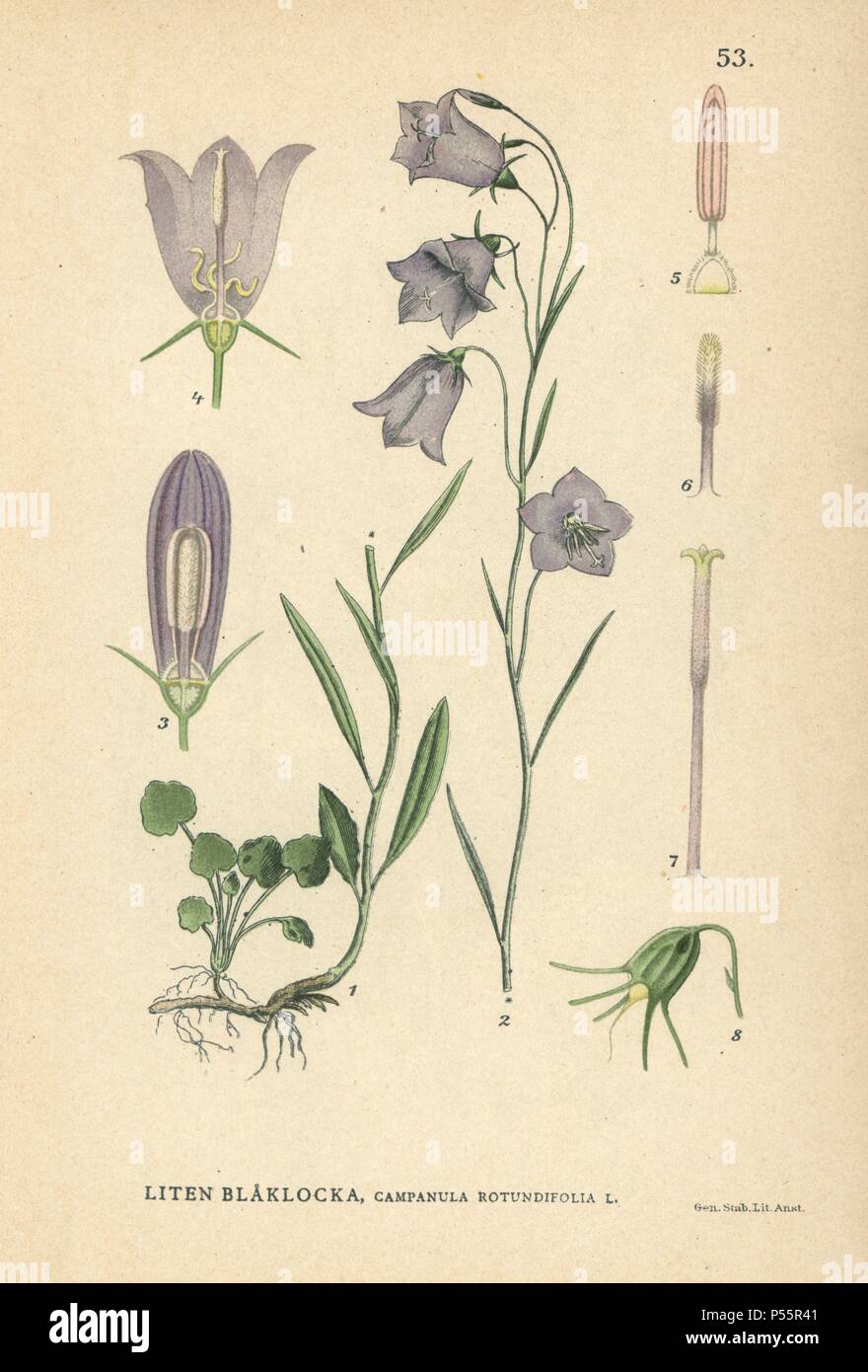 Botanical illustration harebell hi-res stock photography and images - Alamy