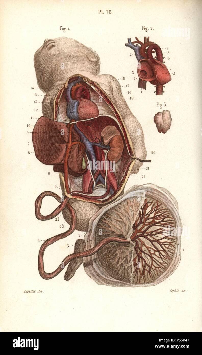 Circulatory system to the foetus and placenta. Handcolored steel engraving by Corbie of a drawing by Leveille from Dr. Joseph Nicolas Masse's 'Petit Atlas complet d'Anatomie descriptive du Corps Humain,' Paris, 1864, published by Mequignon-Marvis. Masse's 'Pocket Anatomy of the Human Body' was first published in 1848 and went through many editions. Stock Photo