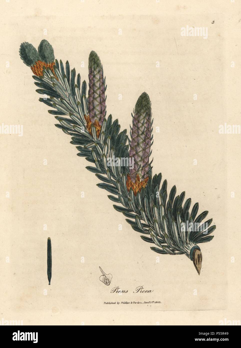 Silver fir tree, Abies alba. Handcoloured copperplate engraving from a botanical illustration by James Sowerby from William Woodville and Sir William Jackson Hooker's 'Medical Botany,' John Bohn, London, 1832. The tireless Sowerby (1757-1822) drew over 2, 500 plants for Smith's mammoth 'English Botany' (1790-1814) and 440 mushrooms for 'Coloured Figures of English Fungi ' (1797) among many other works. Stock Photo