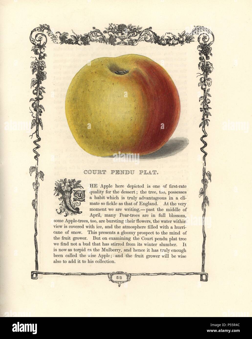 Court Pendu Plat apple, Malus domestica, within a Della Robbia ornamental frame with text below. Handcoloured glyphograph from Benjamin Maund's 'The Fruitist,' London, 1850, Groombridge and Sons. Maund (1790–1863) was a pharmacist, botanist, printer, bookseller and publisher of 'The Botanic Garden' and 'The Botanist.'. Stock Photo