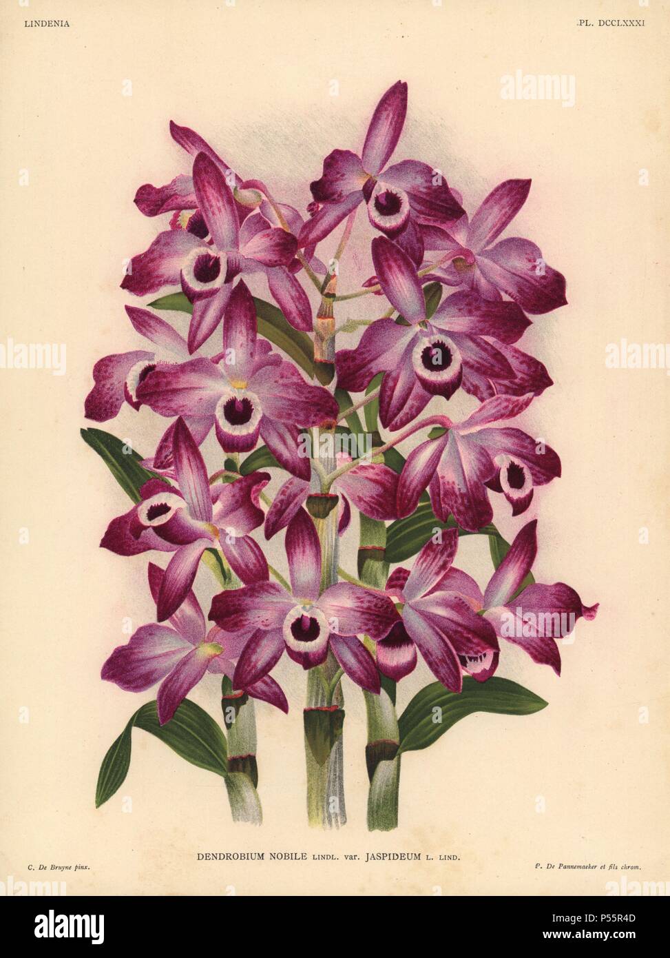 Jaspideum variety of Dendrobium nobile orchid. Illustration drawn by C. de Bruyne and chromolithographed by P. de Pannemaeker et fils from Lucien Linden's 'Lindenia, Iconographie des Orchidees,' Brussels, 1902. Stock Photo
