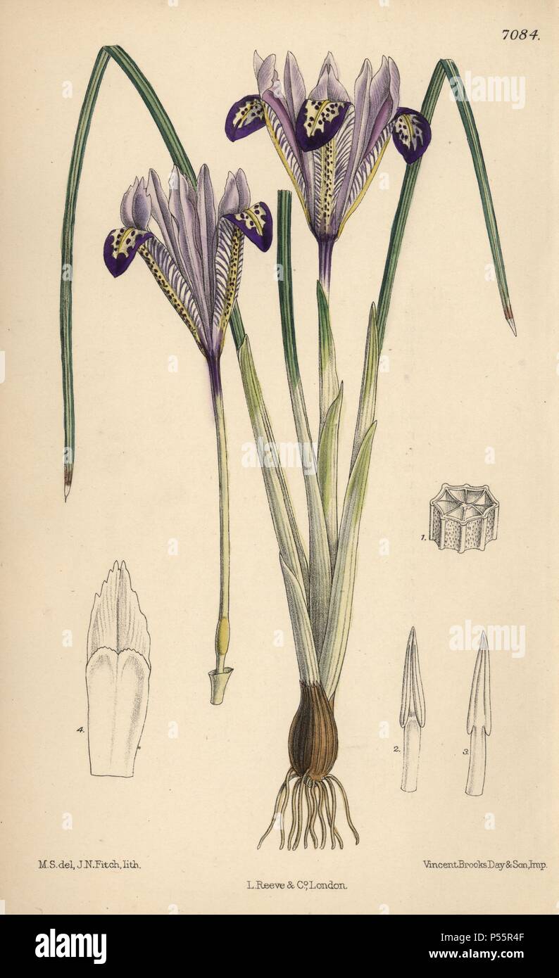 Iris bakeriana, violet-flowered iris native to Armenia. Hand-coloured botanical illustration drawn by Matilda Smith and lithographed by John Nugent Fitch from Joseph Dalton Hooker's 'Curtis's Botanical Magazine,' 1889, L. Reeve & Co. A second-cousin and pupil of Sir Joseph Dalton Hooker, Matilda Smith (1854-1926) was the main artist for the Botanical Magazine from 1887 until 1920 and contributed 2,300 illustrations. Stock Photo