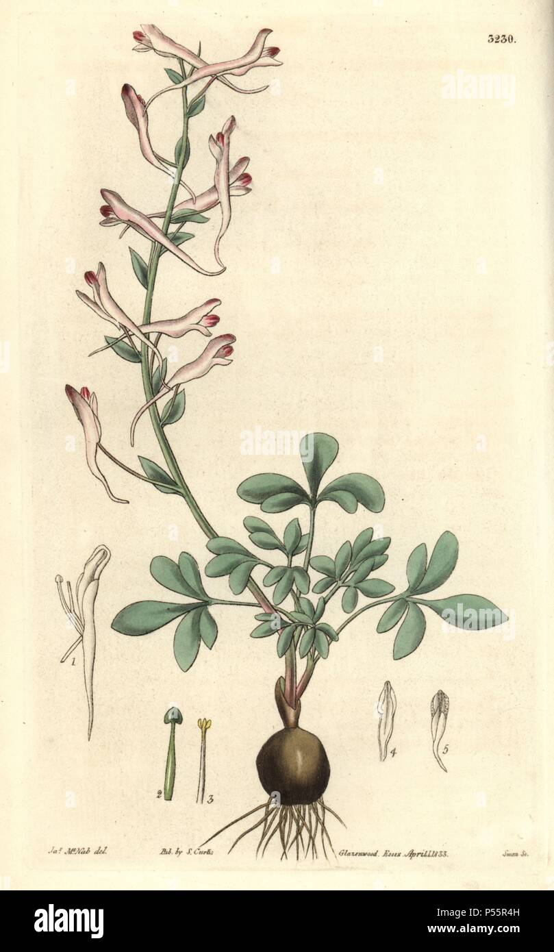Long-flowered corydalis, Corydalis longiflora. Illustration drawn by James McNab, engraved by Swan. Handcolored copperplate engraving from William Curtis's 'The Botanical Magazine,' Samuel Curtis, 1833. Hooker (1785-1865) was an English botanist, writer and artist. He was Regius Professor of Botany at Glasgow University, and editor of Curtis' 'Botanical Magazine' from 1827 to 1865. In 1841, he was appointed director of the Royal Botanic Gardens at Kew, and was succeeded by his son Joseph Dalton. Hooker documented the fern and orchid crazes that shook England in the mid-19th century in books su Stock Photo