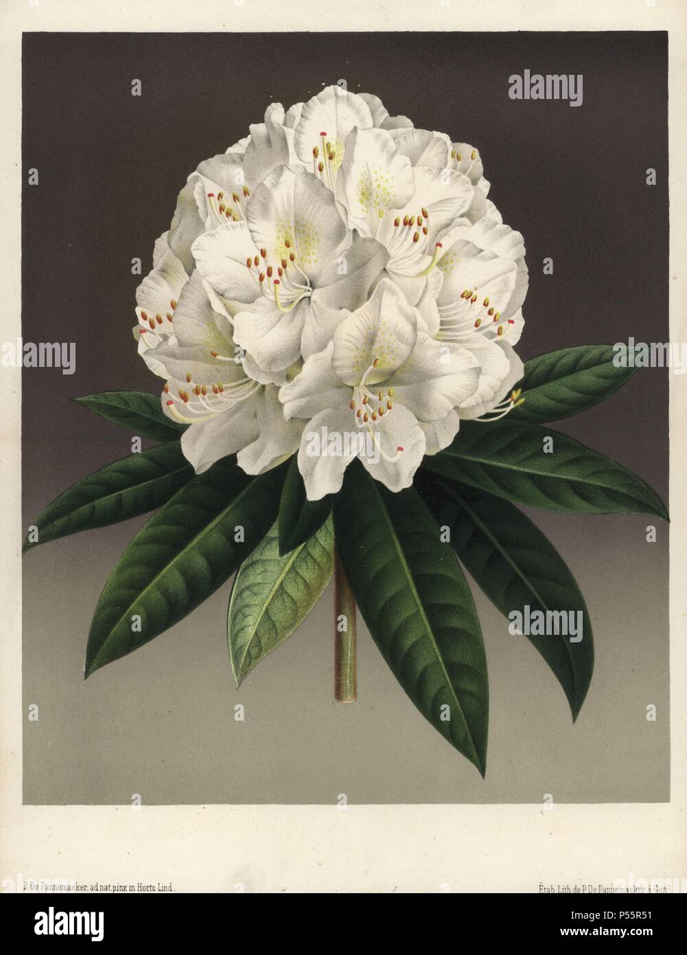 Large creamy white flowered rhododendron against a dark background. Rhododendron Princess Louise. Chromolithograph drawn and lithographed by P. de Pannemaeker, for Jean Linden's 'L'Illustration Horticole' published in Ghent in 1886. Jean Linden (1817-1898) was a Belgian explorer, horticulturist, scientist and publisher of botanical books. Stock Photo
