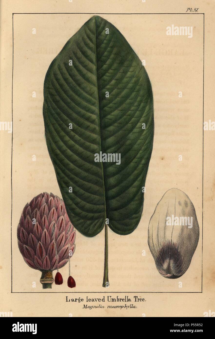 Leaf, cone and petal of the large-leaved umbrella tree, Magnolia macrophylla. Handcolored stipple engraving of a botanical illustration from Francois Andre Michaux's 'North American Sylva,' Philadelphia, 1857. French botanist Michaux (1770-1855) explored America and Canada in 1785 cataloging its native trees. The illustrations were by Pierre Joseph Redoute, Henri Joseph Redoute, and Pancrace Bessa. Stock Photo