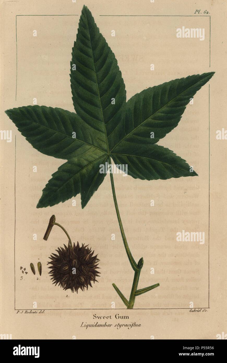 Leaf, fruit and seed of the sweet gum tree, Liquidambar styraciflua. Handcolored stipple engraving from a botanical illustration by Pierre Joseph Redoute, engraved on copper by Gabriel, from Francois Andre Michaux's 'North American Sylva,' Philadelphia, 1857. French botanist Michaux (1770-1855) explored America and Canada in 1785 cataloging its native trees. Stock Photo