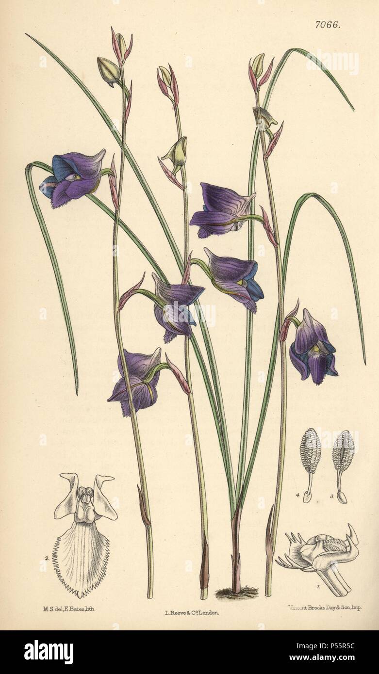 Disa lacera var. multifida, blue orchid native to Cape Town, South Africa. Hand-coloured botanical illustration drawn by Matilda Smith and lithographed by E. Bates from Joseph Dalton Hooker's 'Curtis's Botanical Magazine,' 1889, L. Reeve & Co. A second-cousin and pupil of Sir Joseph Dalton Hooker, Matilda Smith (1854-1926) was the main artist for the Botanical Magazine from 1887 until 1920 and contributed 2,300 illustrations. Stock Photo