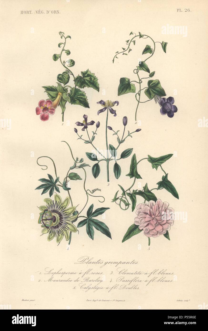 Five climbing plants including pink foxglove (Lophospermum), blue angel's trumpet (Maurandya barclayana), blue clematis (Clematis), blue passionflower (Passiflora), and pink double bindweed (Calystegia). . . Plantes grimpantes: 1) Lophosperme a fleurs roses 2) Maurandie de Barclay 3) Clematite a fleurs bleues 4) Passiflore a fleurs bleues 5) Calystegie a fleurs doubles . . Handcolored lithograph drawn by Edouard Maubert from Herincq's 'Le Regne Vegetal' 1865. Stock Photo