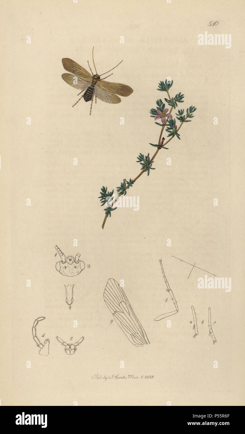 Agrypnia pagetana, Yarmouth Grannom, Caddis-fly or Mayfly, with smooth sea-heath, Frankenia laevis. Handcoloured copperplate drawn and engraved by John Curtis for his own 'British Entomology, being Illustrations and Descriptions of the Genera of Insects found in Great Britain and Ireland,' London, 1834. Curtis (1791 –1862) was an entomologist, illustrator, engraver and publisher. 'British Entomology' was published from 1824 to 1839, and comprised 770 illustrations of insects and the plants upon which they are found. Stock Photo